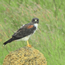 image22